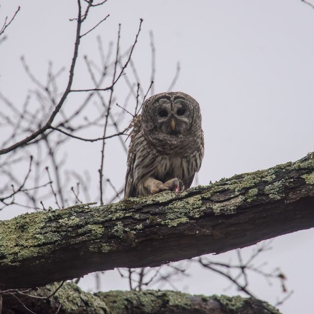 Barred Owl
