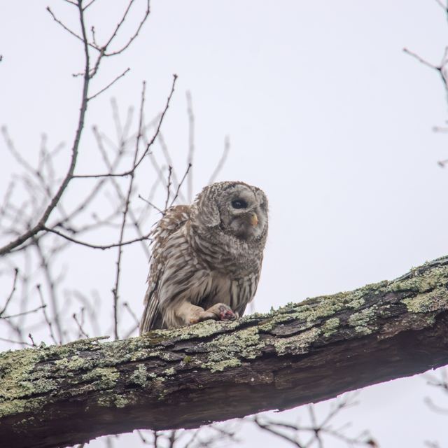 Barred Owl