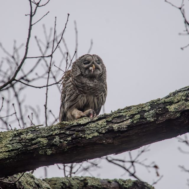 Barred Owl