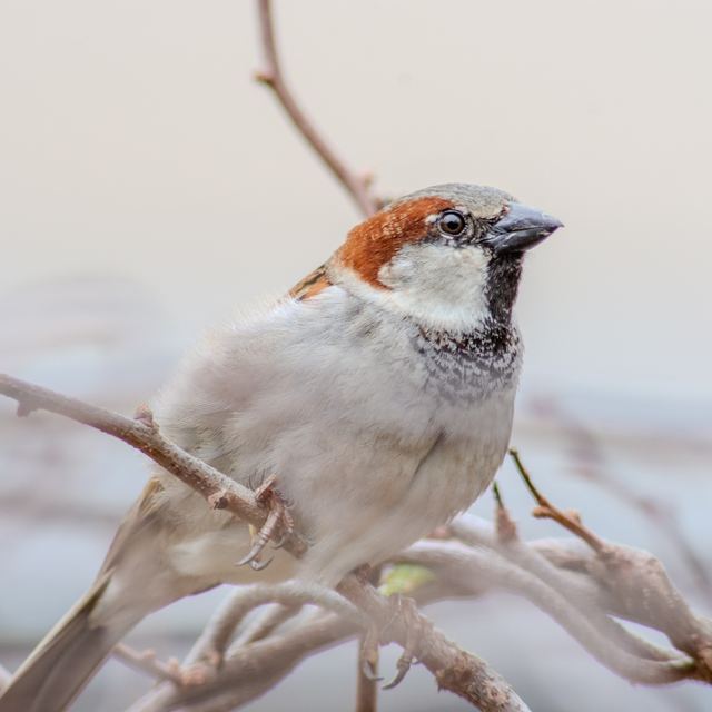 House Sparrow