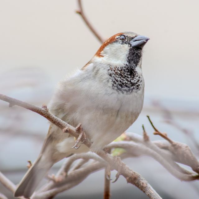 House Sparrow