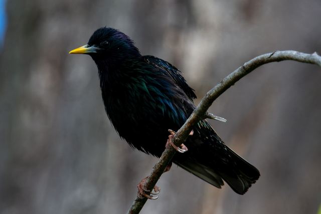 European Starling