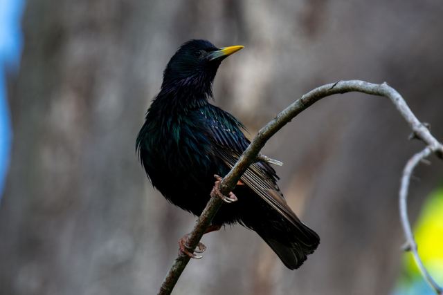 European Starling