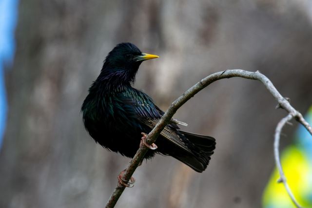 European Starling