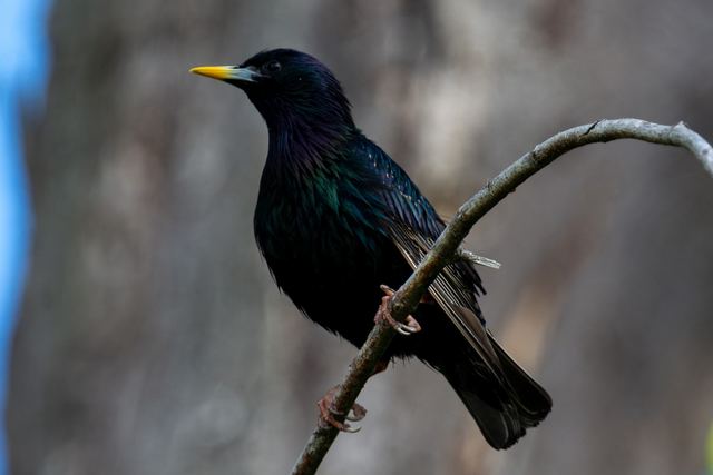 European Starling