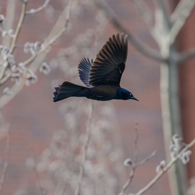 Common Grackle