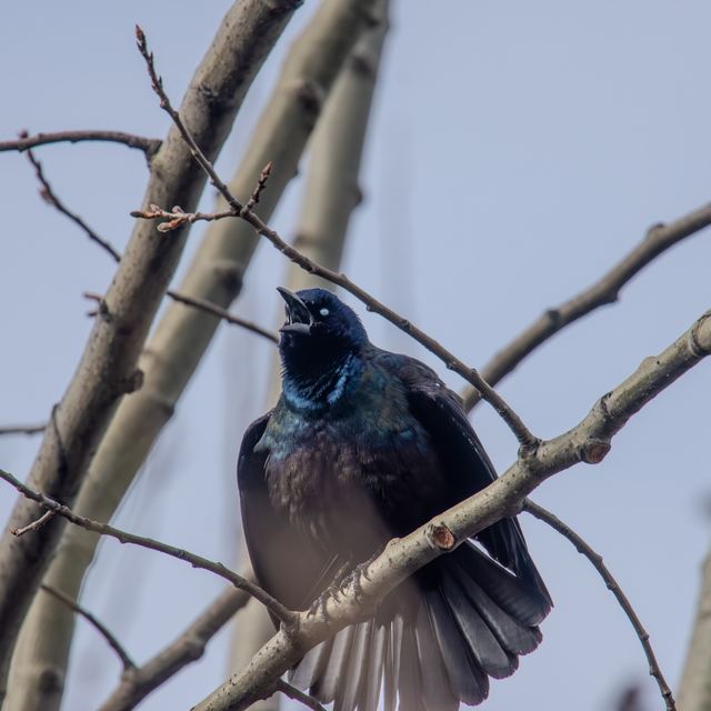 Common Grackle