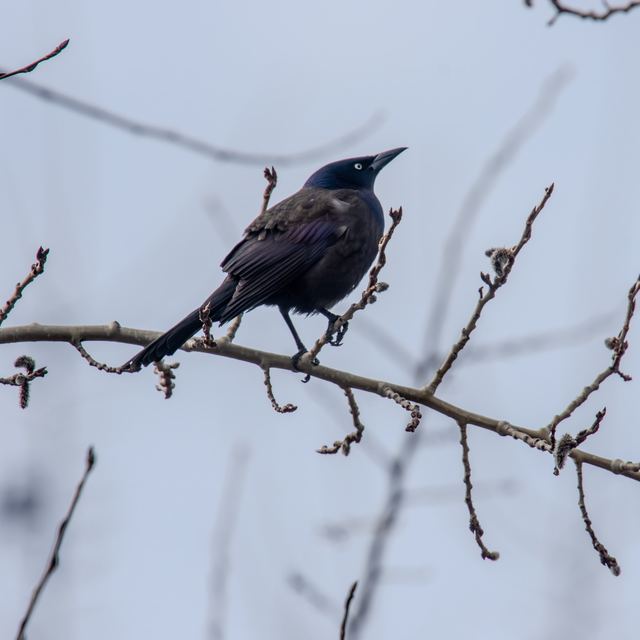 Common Grackle
