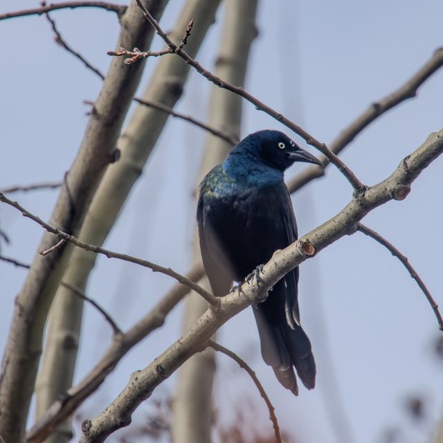 Common Grackle
