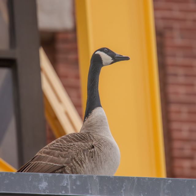 Canada Goose