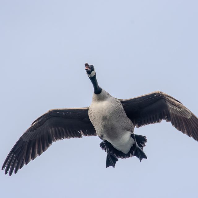 Canada Goose