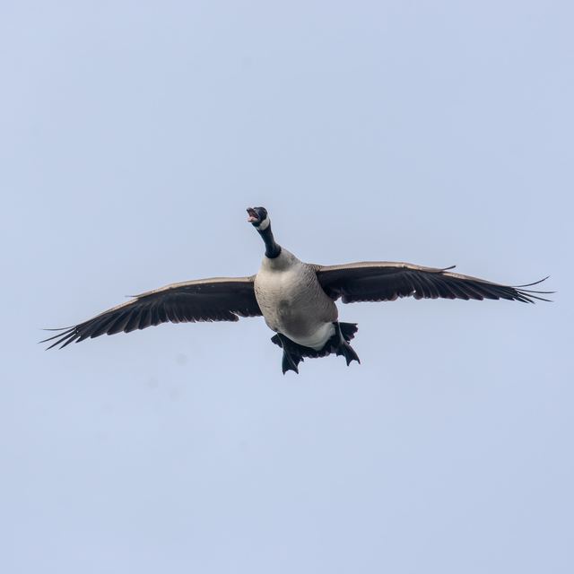 Canada Goose