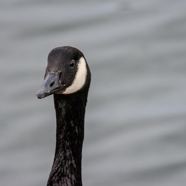 Canada Goose