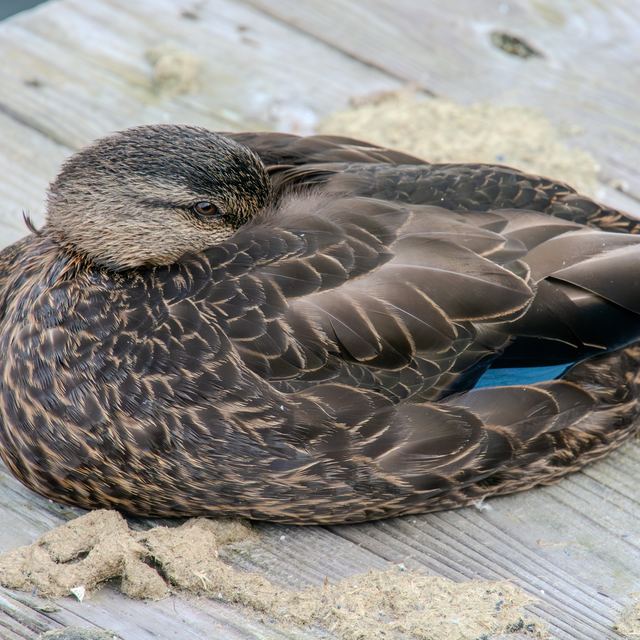 American Black Duck