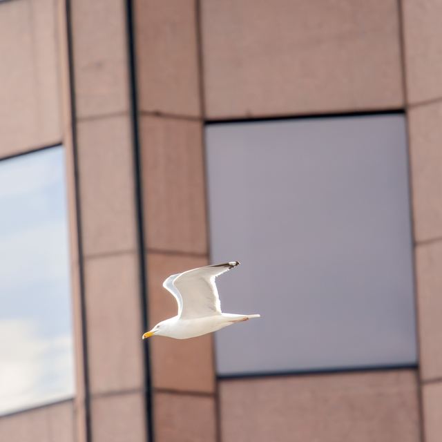 American Herring Gull