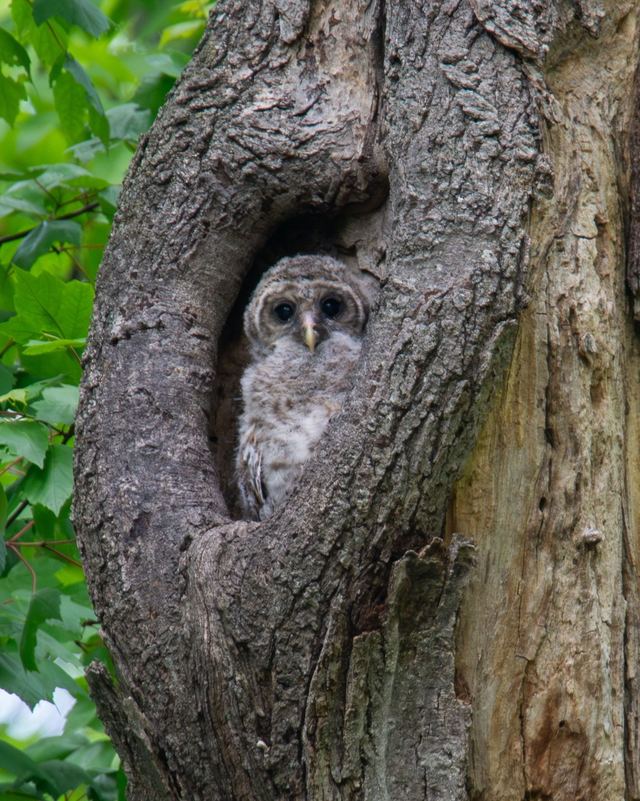 Barred Owl