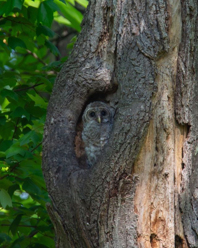 Barred Owl