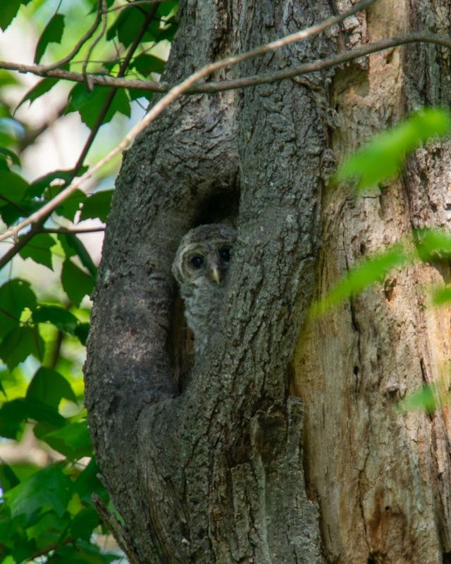 Barred Owl