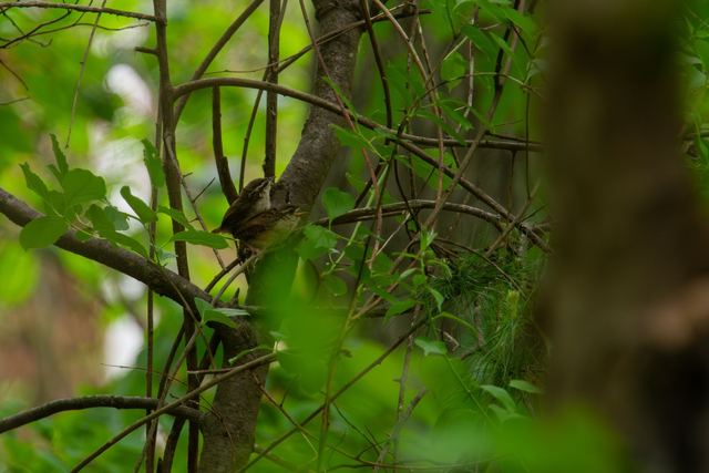Carolina Wren