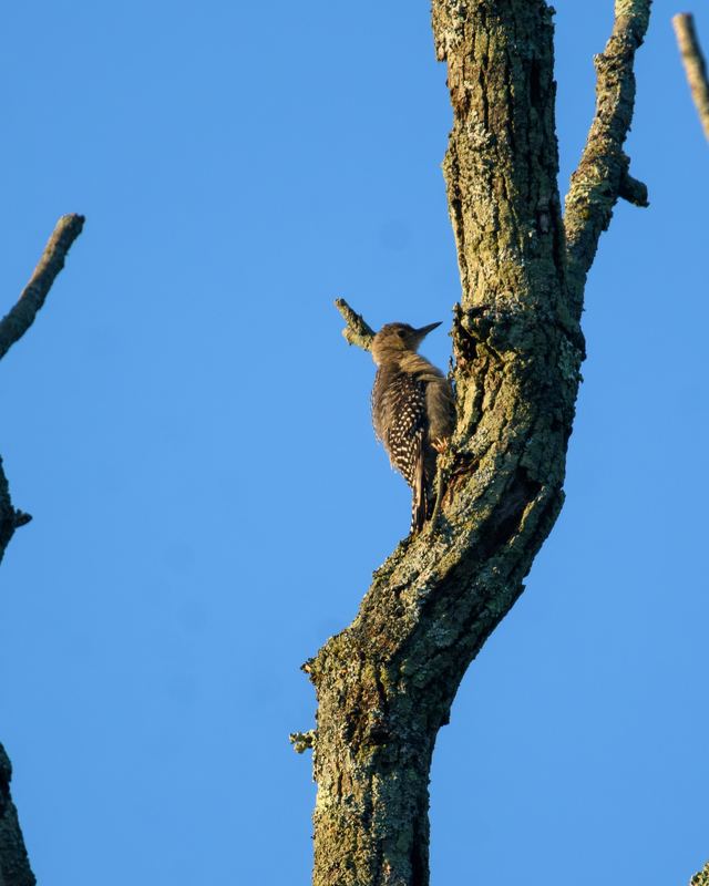 Red-bellied Woodpecker