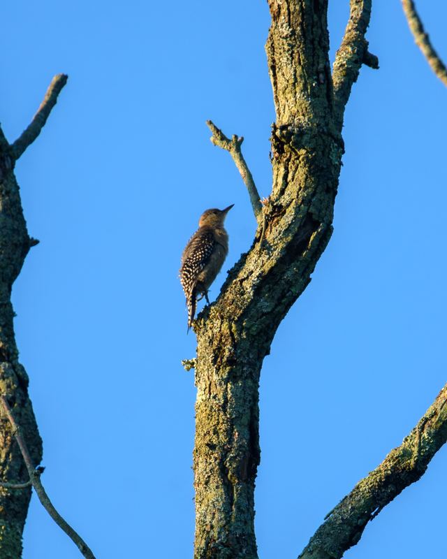 Red-bellied Woodpecker