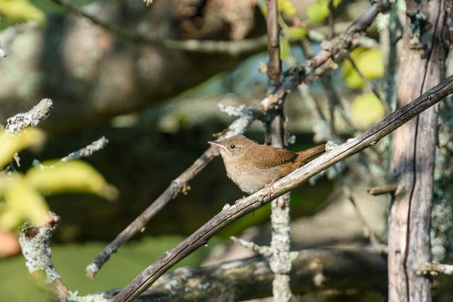 Northern House Wren