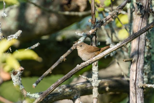 Northern House Wren