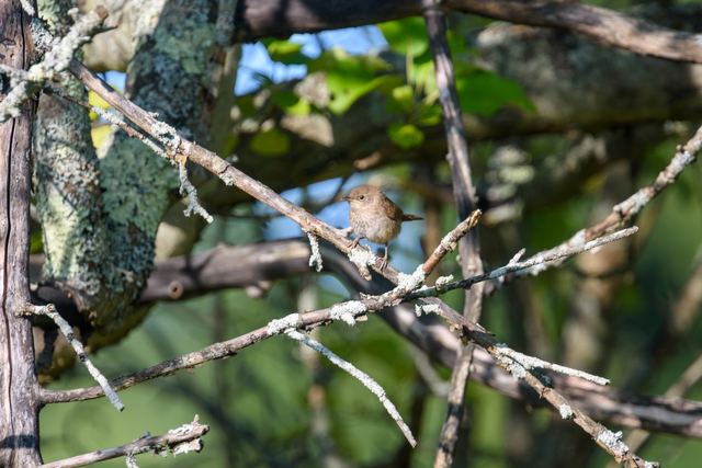 Northern House Wren