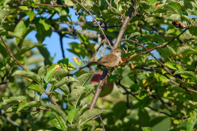 Northern House Wren