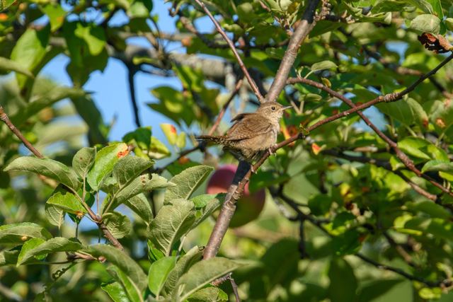 Northern House Wren