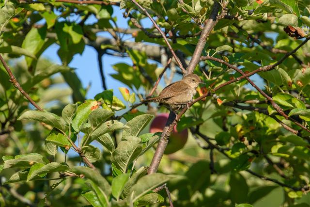 Northern House Wren