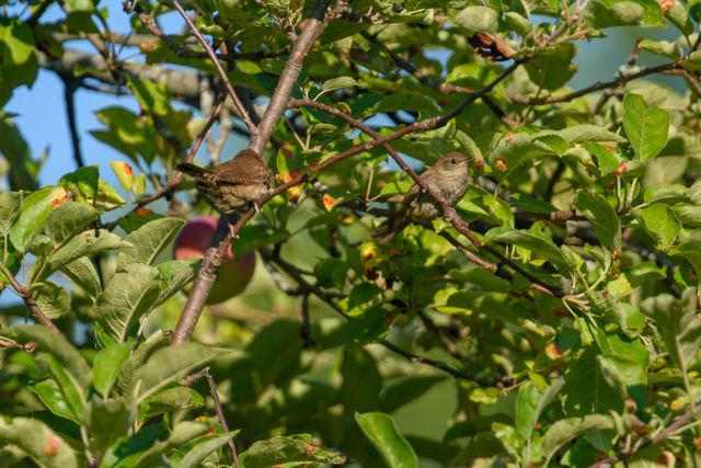 Northern House Wren