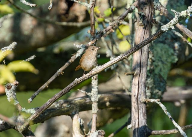 Northern House Wren