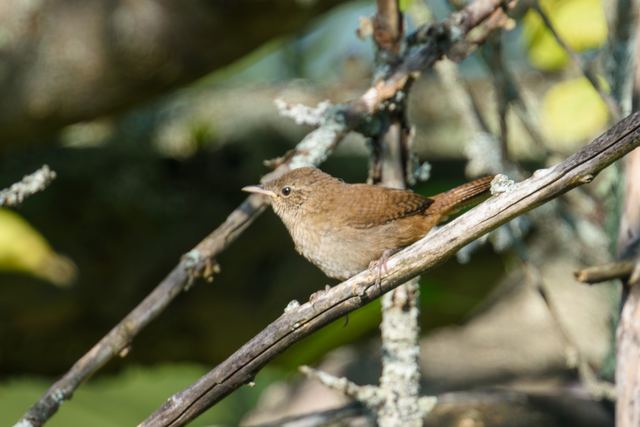Northern House Wren