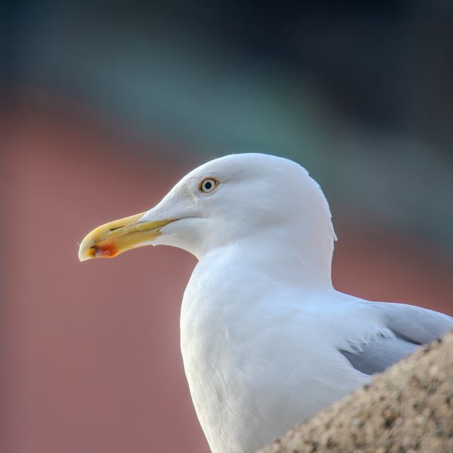 American Herring Gull