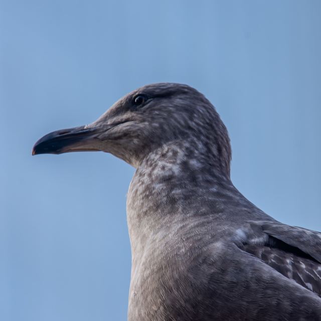 American Herring Gull