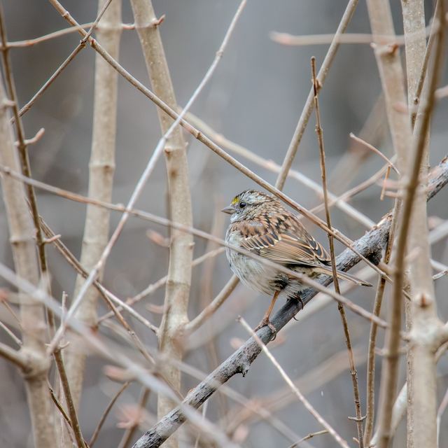White-throated Sparrow