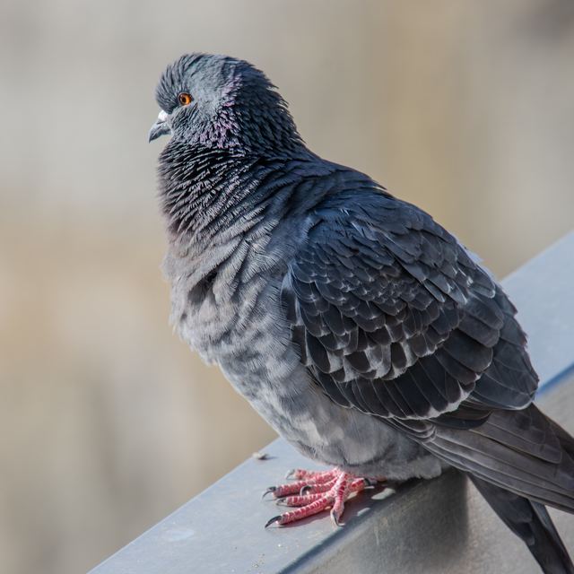 Rock Pigeon