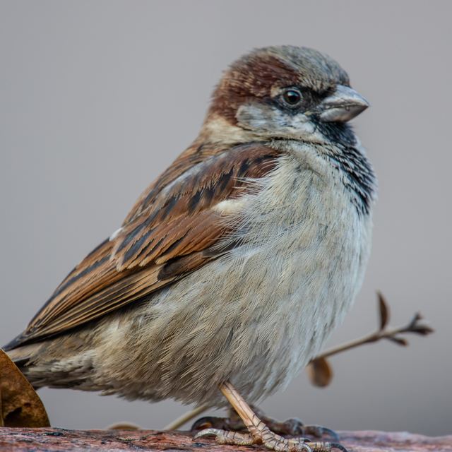 House Sparrow