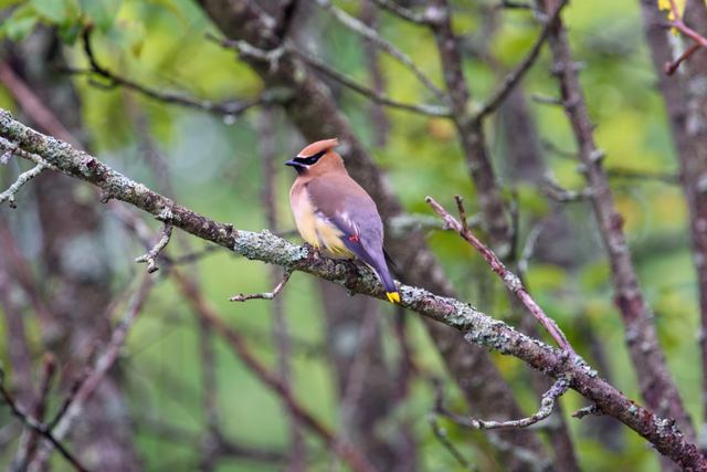 Cedar Waxwing