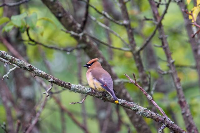 Cedar Waxwing