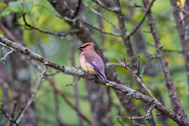 Cedar Waxwing