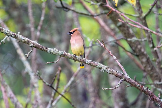 Cedar Waxwing