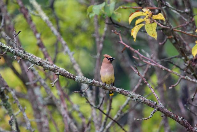 Cedar Waxwing