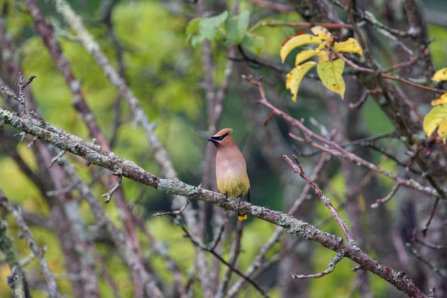 Cedar Waxwing