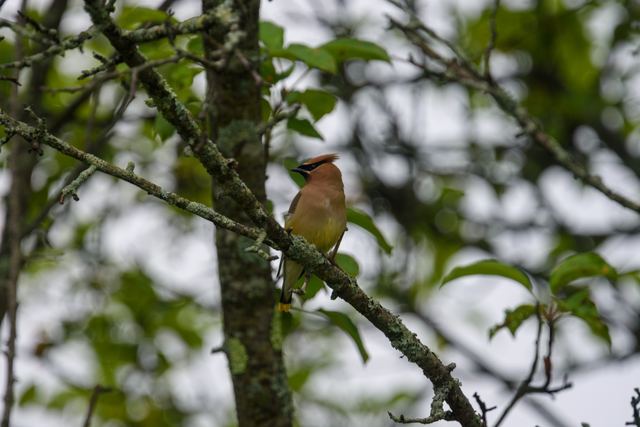 Cedar Waxwing