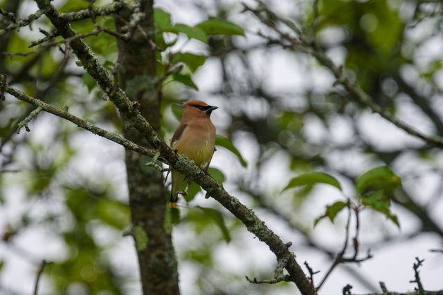Cedar Waxwing