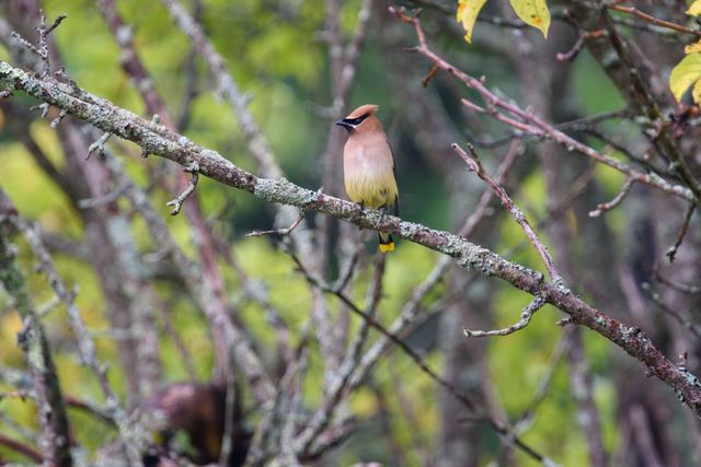 Cedar Waxwing