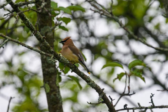 Cedar Waxwing
