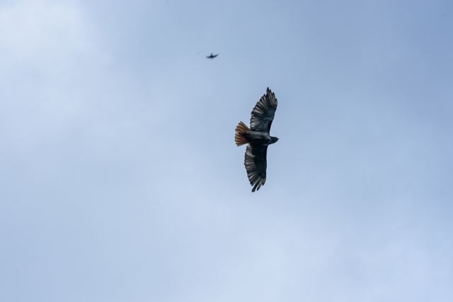 Red-tailed Hawk